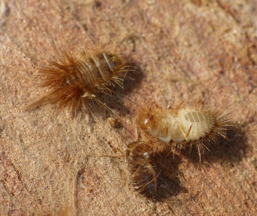 Dermestidae: larve di genere trib Megatomini e adulto di D. undulatus
